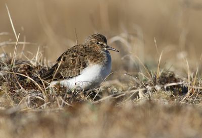 Temminck's Stint / Mosnäppa (Calidris temminckii)