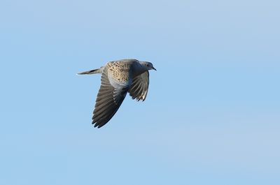 European Turtle Dove / Turturduva (Streptopelia turtur)