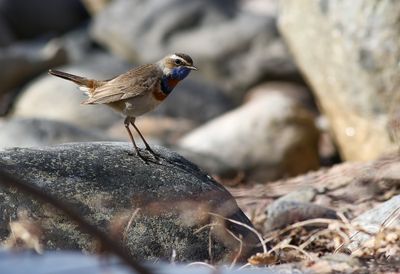 Bluethroat / Blåhake (Luscinia svecica)