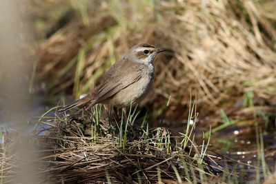 Bluethroat / Blåhake (Luscinia svecica)