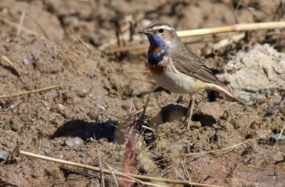 Bluethroat / Blåhake (Luscinia svecica)