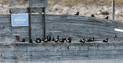 Black Guillemot / Tobisgrissla (Cepphus grylle)