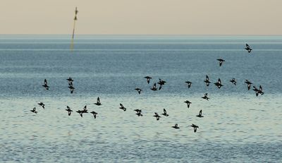 Black Guillemot / Tobisgrissla (Cepphus grylle)