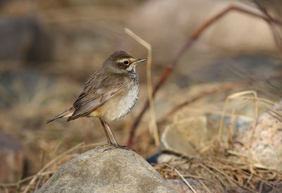 Bluethroat / Blåhake (Luscinia svecica)