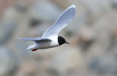 Little Gull / Dvärgmås (Hydrocoloeus minutus)