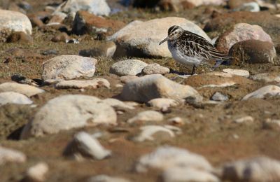 Broad-billed Sandpiper / Myrsnäppa (Calidris falcinellus)