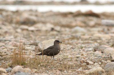 Arctic Skua / Kustlabb (Stercorarius parasiticus)