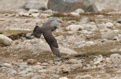 Arctic Skua / Kustlabb (Stercorarius parasiticus)