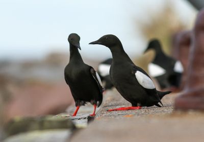 Black Guillemot / Tobisgrissla (Cepphus grylle)