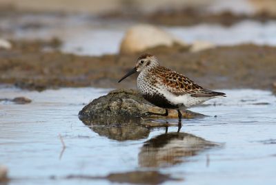Dunlin / Kärrsnäppa (Calidris alpina)