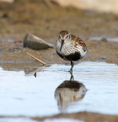 Dunlin / Kärrsnäppa (Calidris alpina)