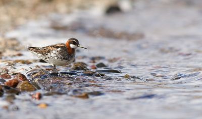 Red-necked Phalarope / Smalnäbbad simsnäppa (Phalaropus lobatus)