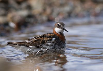 Red-necked Phalarope / Smalnäbbad simsnäppa (Phalaropus lobatus)