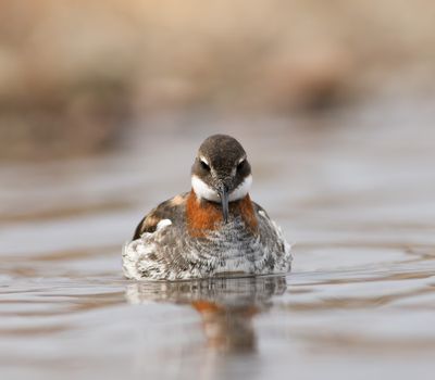 Red-necked Phalarope / Smalnäbbad simsnäppa (Phalaropus lobatus)
