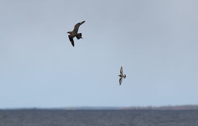Ruddy Turnstone / Roskarl (Arenaria interpres)