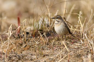 Bluethroat / Blåhake (Luscinia svecica)