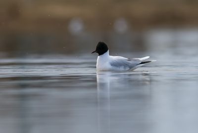 Little Gull / Dvärgmås (Hydrocoloeus minutus)