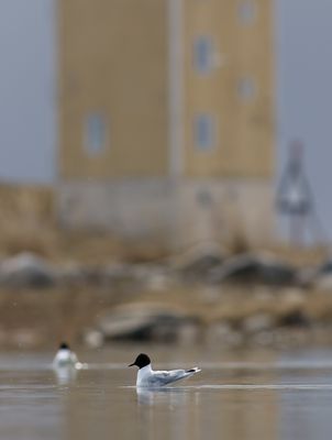 Little Gull / Dvärgmås (Hydrocoloeus minutus)