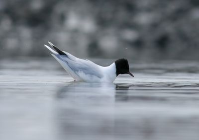Little Gull / Dvärgmås (Hydrocoloeus minutus)