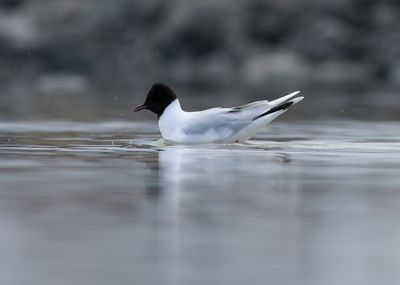 Little Gull / Dvärgmås (Hydrocoloeus minutus)