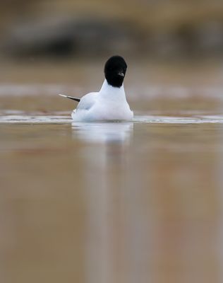 Little Gull / Dvärgmås (Hydrocoloeus minutus)