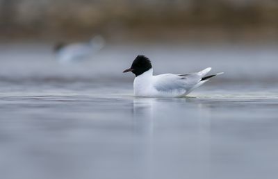 Little Gull / Dvärgmås (Hydrocoloeus minutus)