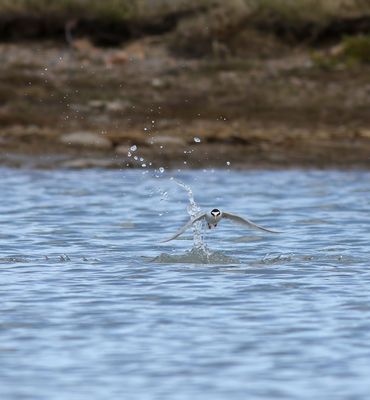 Little Tern / Småtärna (Sternula albifrons)