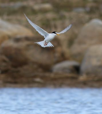 Little Tern / Småtärna (Sternula albifrons)