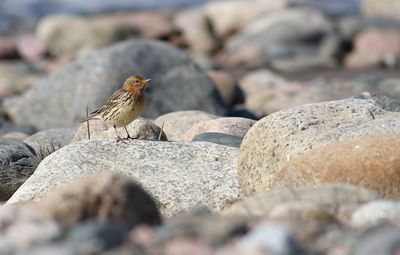 Red-throated Pipit / Rödstrupig piplärka (Anthus cervinus)
