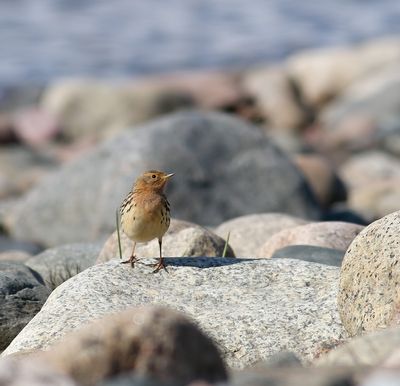 Red-throated Pipit / Rödstrupig piplärka (Anthus cervinus)