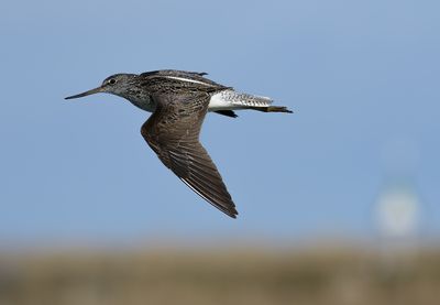 Common Greenshank / Gluttsnäppa (Tringa nebularia)
