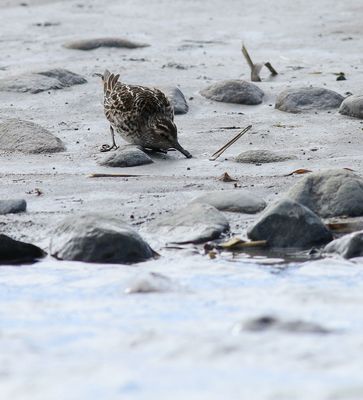 Broad-billed Sandpiper / Myrsnäppa (Calidris falcinellus)