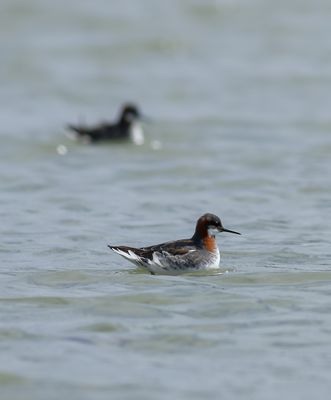 Red-necked Phalarope / Smalnäbbad simsnäppa (Phalaropus lobatus)