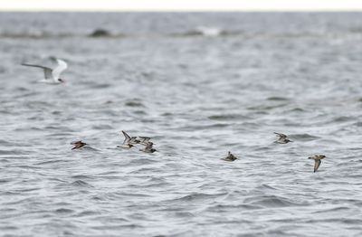 Broad-billed Sandpiper / Myrsnäppa (Calidris falcinellus)