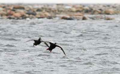 Velvet Scoter / Svärta (Melanitta fusca)