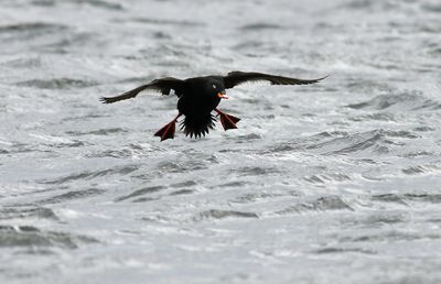 Velvet Scoter / Svärta (Melanitta fusca)
