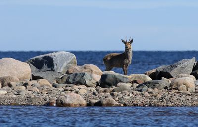 Roe Deer / Rådjur (Capreolus capreolus)
