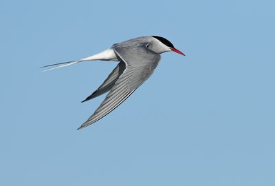 Arctic Tern / Silvertärna (Sterna paradisaea)