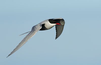 Arctic Tern / Silvertärna (Sterna paradisaea)