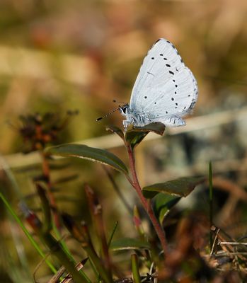 Holly Blue / Tosteblåvinge (Celastrina argiolus)