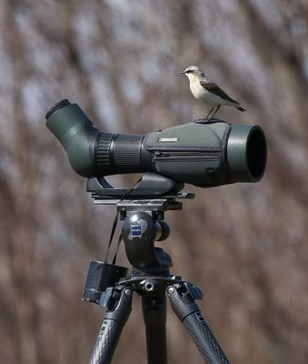 Northern Wheatear / Stenskvätta (Oenanthe oenanthe)