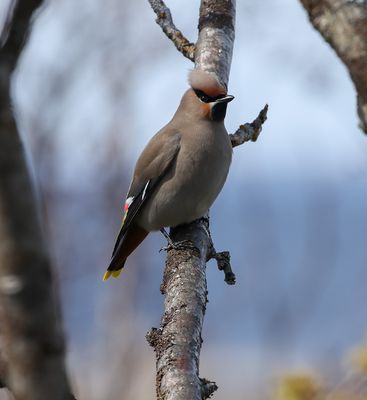 Bohemian Waxwing / Sidensvans (Bombycilla garrulus)
