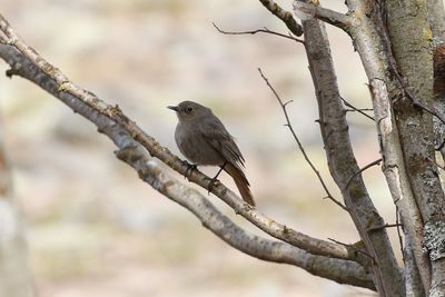 Black Redstart / Svart rödstjärt (Phoenicurus ochruros)