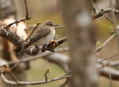 Spotted Flycatcher / Grå flugsnappare (Muscicapa striata)