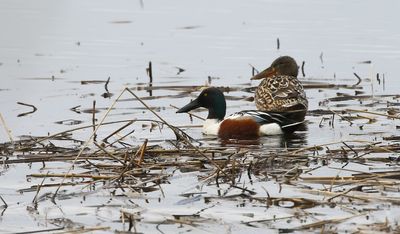 Northern Shoveler / Skedand (Spatula clypeata)