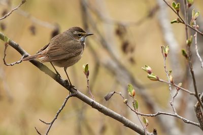 Bluethroat / Blåhake (Luscinia svecica)