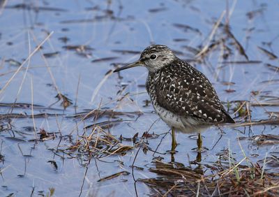 Wood Sandpiper / Grönbena (Tringa glareola)