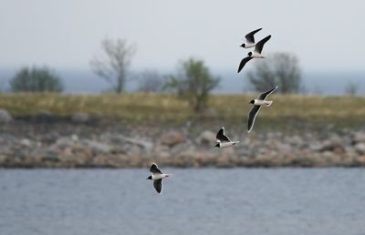 Little Gull / Dvärgmås (Hydrocoloeus minutus)