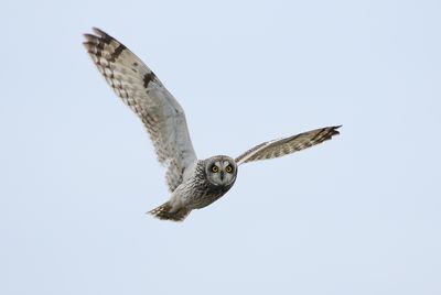 Short-eared Owl / Jorduggla (Asio flammeus)