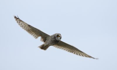 Short-eared Owl / Jorduggla (Asio flammeus)